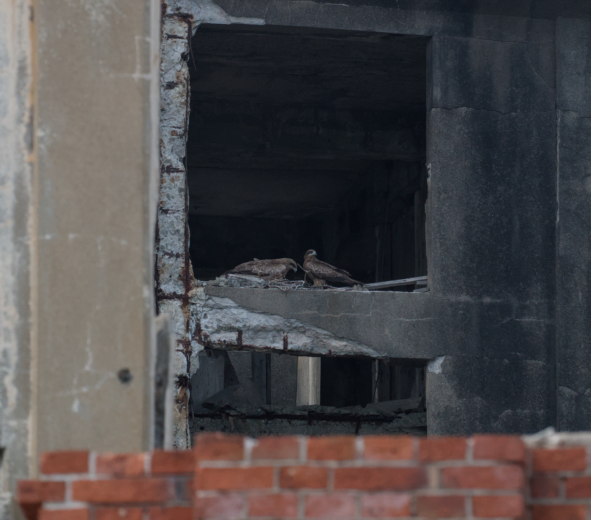 Zoomed view of two hawks at their nest in a ruined concrete building window.